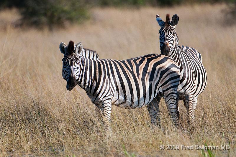 20090614_093835 D300 X1.jpg - Zebras, Okavanga Delta, Botswana